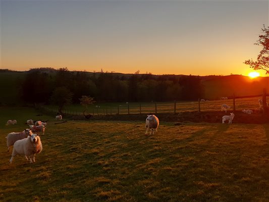 Sheep at sunset